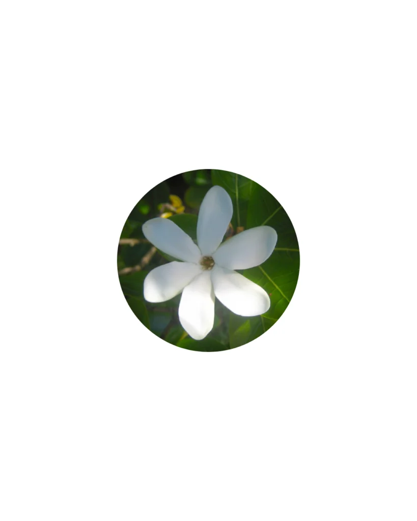 Fleur de tiaré